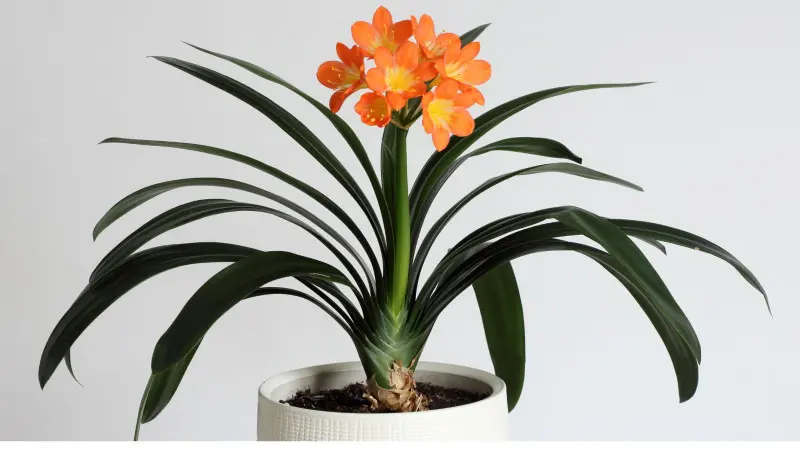 Efektowna kliwia z jaskrawopomarańczowymi kwiatami rozwijającymi się na tle długich, ciemnozielonych liści – zakwita zimą w domowych warunkach.