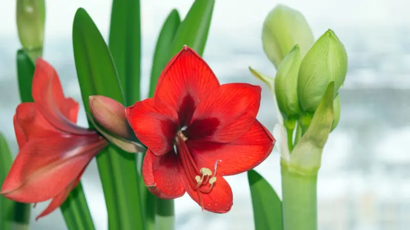 Duży czerwony kwiat amarylisa kwitnącego zimą na parapecie – w tle widoczna zaśnieżona sceneria za oknem.
