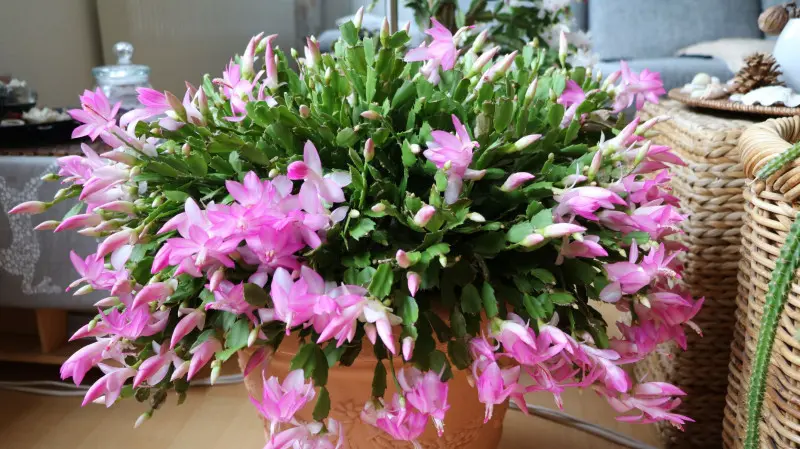 Obficie kwitnący grudnik z różowymi kwiatami zimą, ustawiony w doniczce we wnętrzu mieszkania – klasyczna dekoracja na święta.
