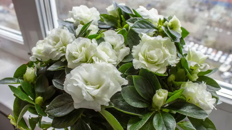 Biała gardenia kwitnąca zimą na parapecie, z bujnymi, różyczkowatymi kwiatami i ciemnozielonymi liśćmi – idealna do chłodnych pomieszczeń.