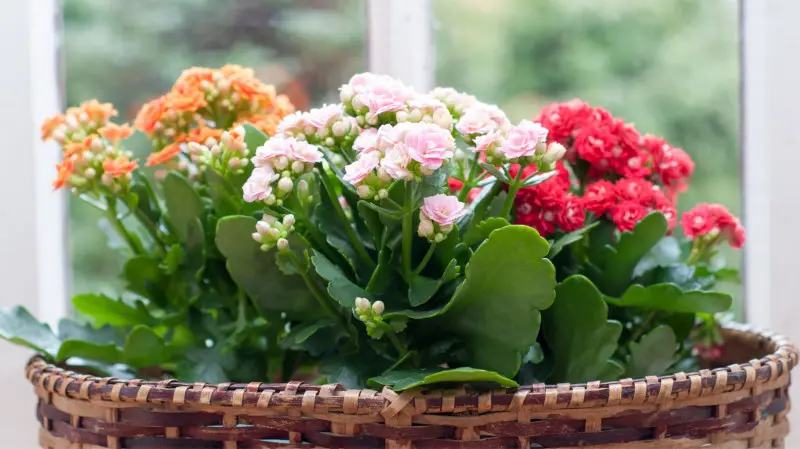 Kosz z kolorowymi kalanchoe kwitnącymi zimą – rośliny o drobnych kwiatach w odcieniach różu, czerwieni i pomarańczu.