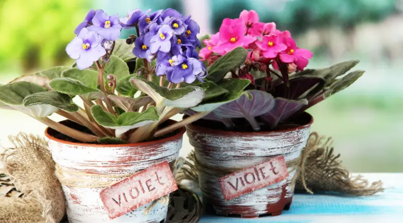 Dwa fiołki afrykańskie w ozdobnych doniczkach – jeden z różowymi, drugi z fioletowymi kwiatami – kwitną zimą w domu.
