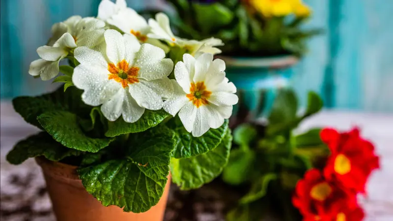 Pierwiosnek o białych kwiatach z żółtym środkiem, ustawiony w glinianej doniczce – zimowa dekoracja w stylu naturalnym.