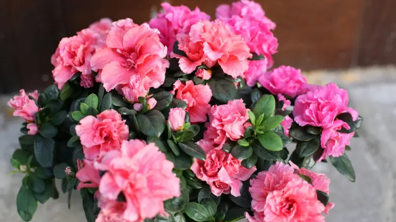 Gęsto kwitnąca różowa azalia doniczkowa – spektakularna roślina kwitnąca zimą, ustawiona w przydomowym otoczeniu.