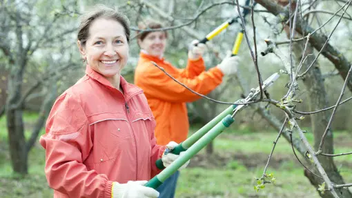 Cięcie owocówek. Jak, kiedy i po co to robić?