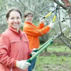 Cięcie owocówek. Jak, kiedy i po co to robić?