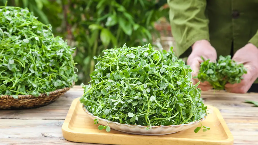 Superfoods z parapetu – plon w 7–14 dni