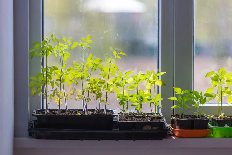 Sposób na wyciągniętą rozsadę