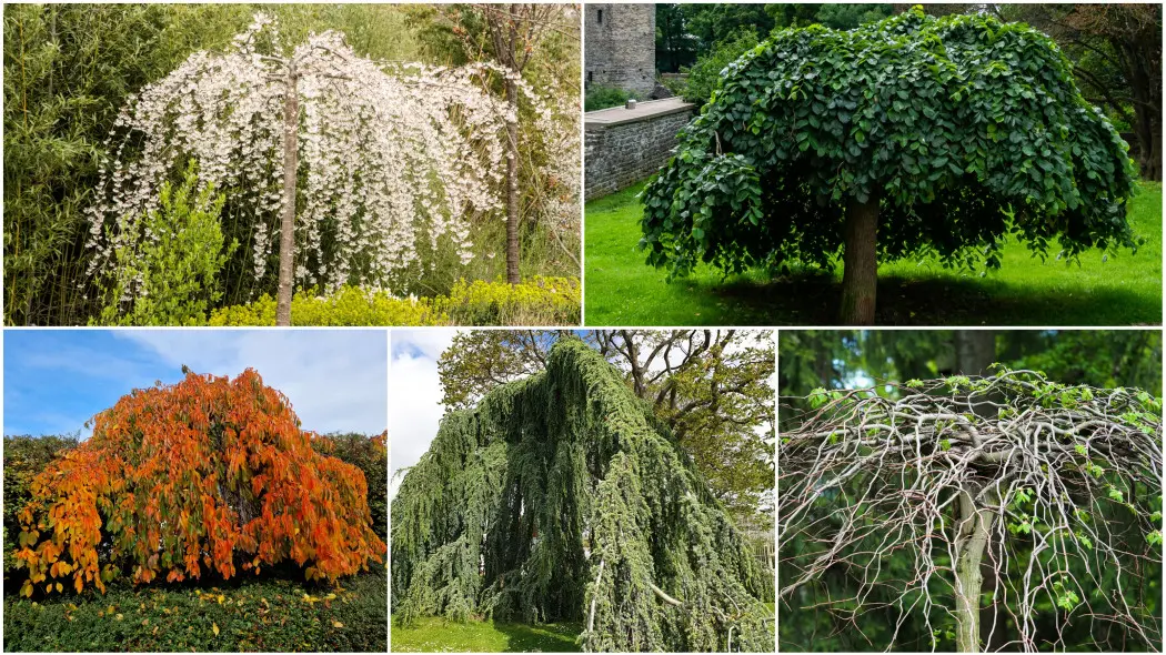 Drzewa parasolowe do ogrodu. Najpiękniejsze odmiany na wiosnę, lato, jesień i zimę