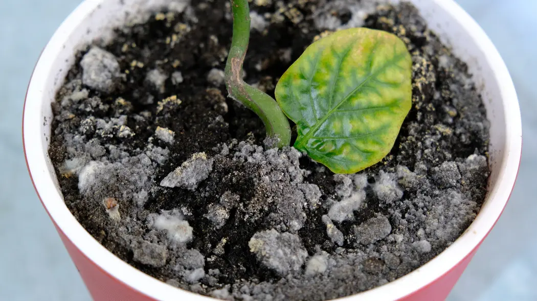 Biały nalot na ziemi w doniczce to nie zawsze pleśń