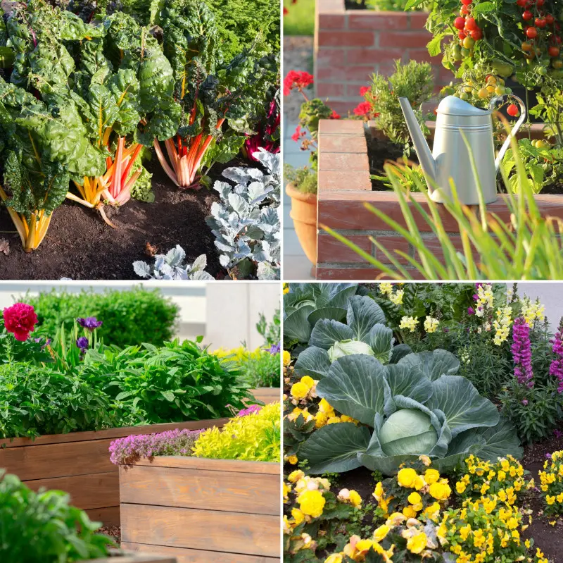 Foodscaping – jak połączyć ogród jadalny z ozdobnym