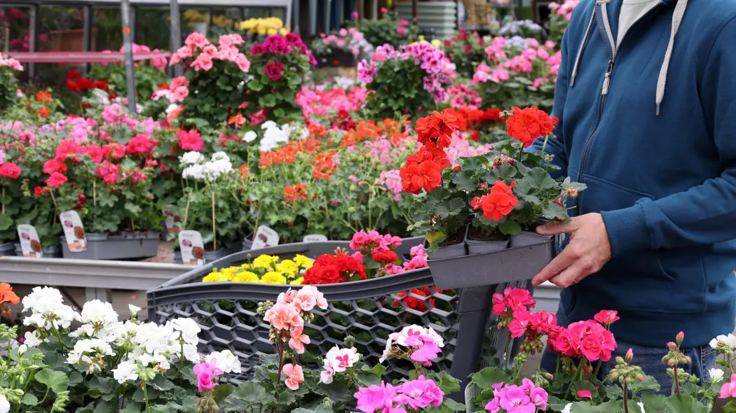 Jakie kwiaty będą modne na balkonie w 2026 roku?