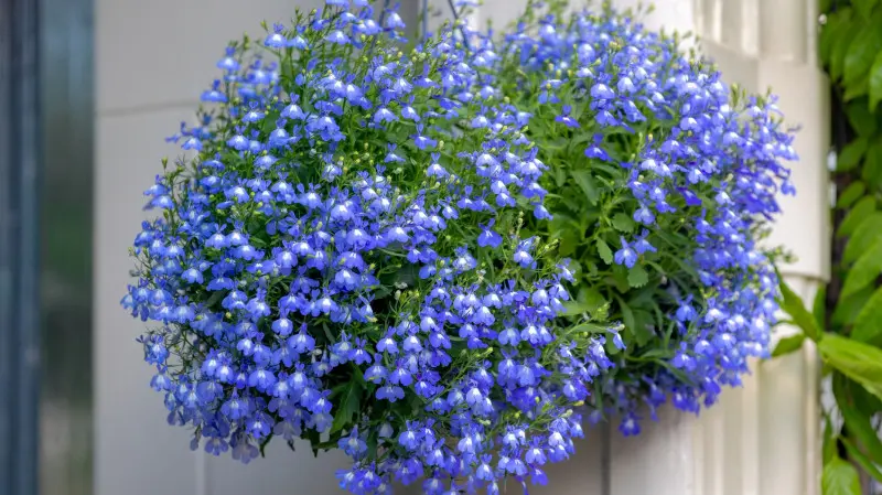 Lobelia