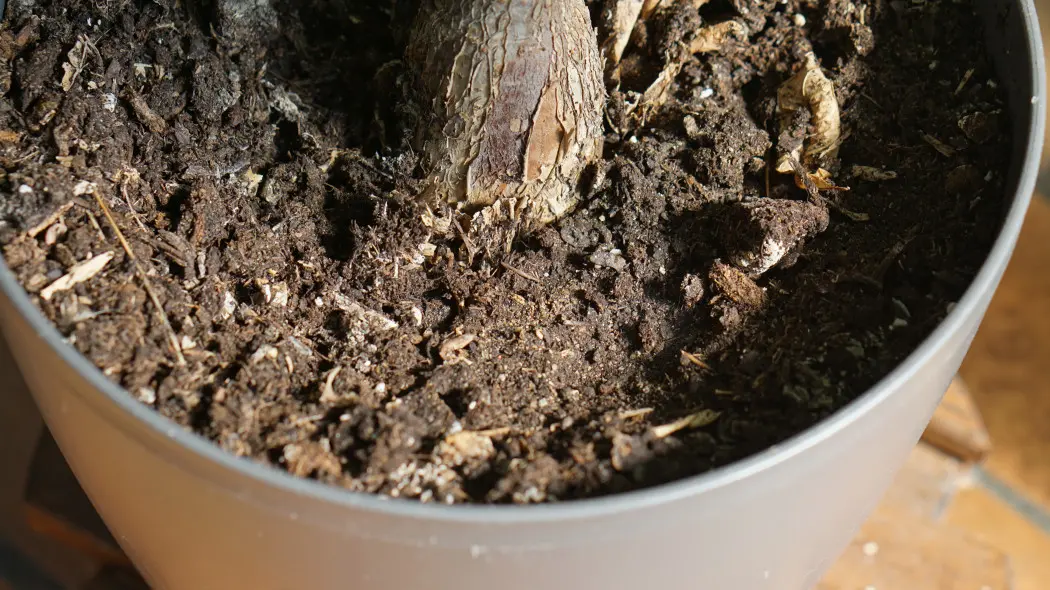 Stara i zbita ziemia w doniczce