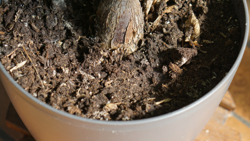 Dlaczego ziemia w doniczce robi się twarda jak beton? I jak ją odratować