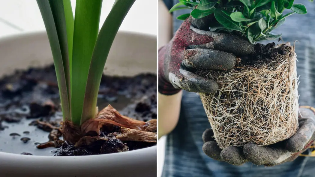 Podlewasz, a roślina więdnie? Sprawdź korzenie, zanim zgniją