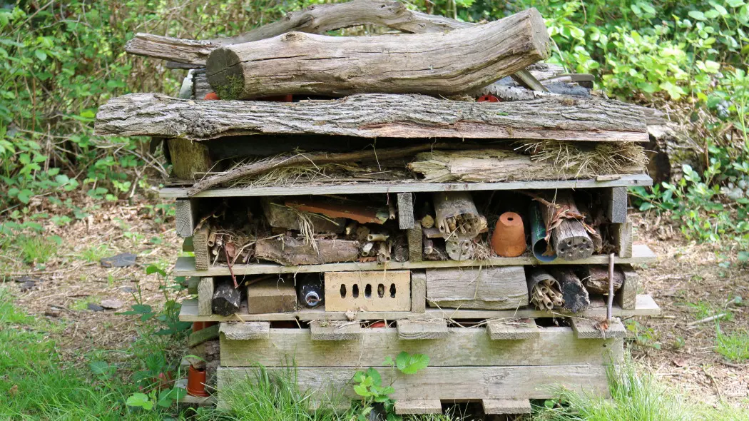 1 m² dla natury. Jak zrobić proste schronienie dla pożytecznych owadów z tego, co masz pod ręką?