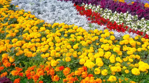 Chcesz szybki efekt w ogrodzie? Te kwiaty robią „WOW” w jednym sezonie