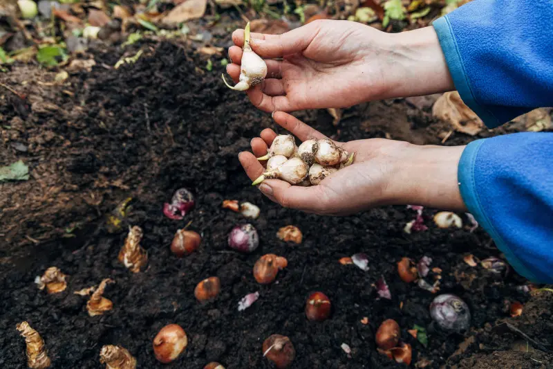 Jesienne sadzenie cebulek kwiatowych
