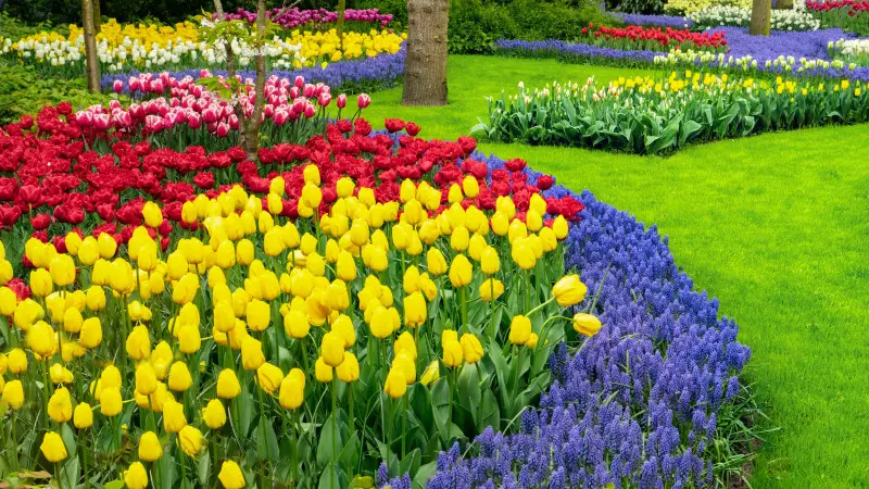 Wiosenny ogród Keukenhof