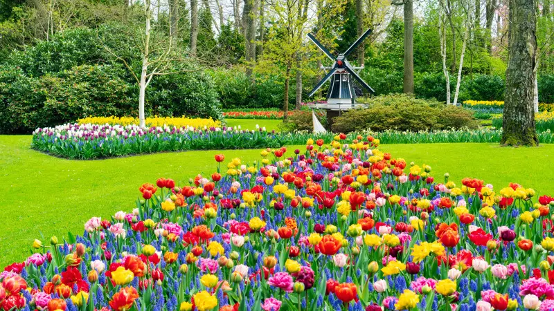 Keukenhof w Lisse
