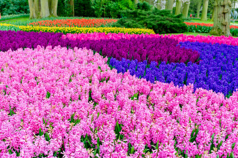 Morze wiosennych kwiatów cebulowych w pełnym rozkwicie