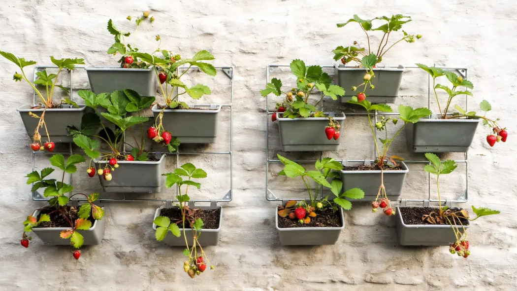 Jadalna ściana – truskawki w pionie na balkonie