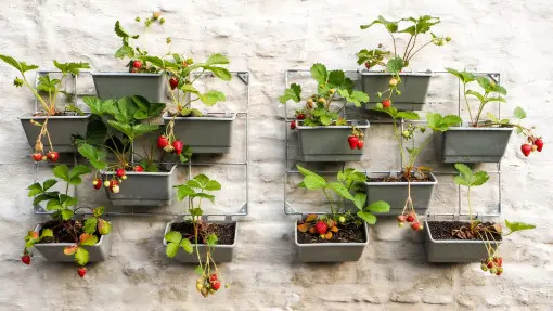 Jadalna ściana? Tak truskawki urosną w pionie