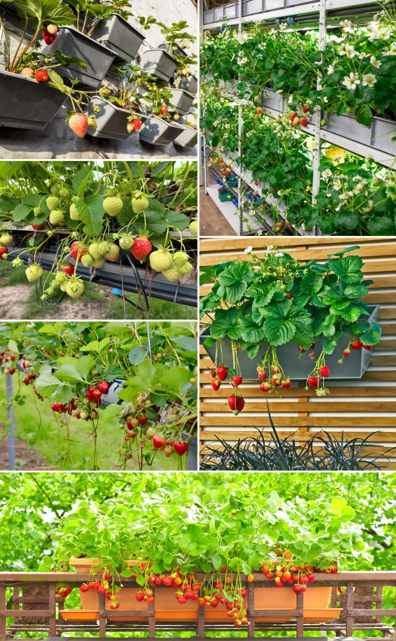 Truskawki w pionie -sposoby uprawy i pojemniki
