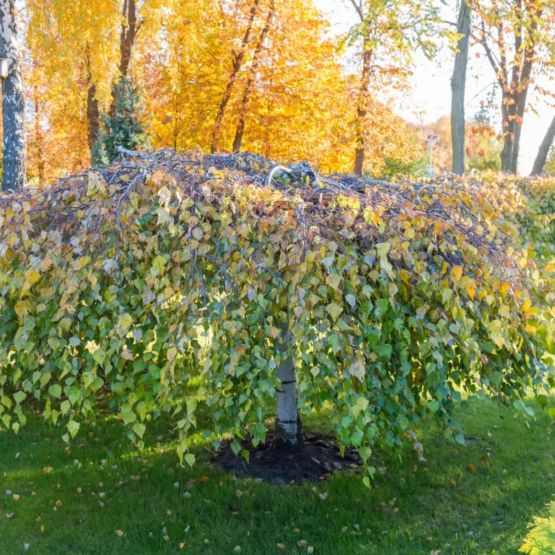 Brzoza brodawkowata 'Youngii'