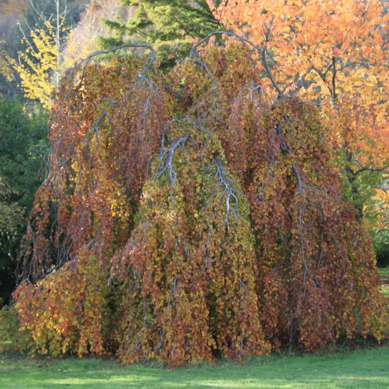 Buk pospolity 'Pendula'