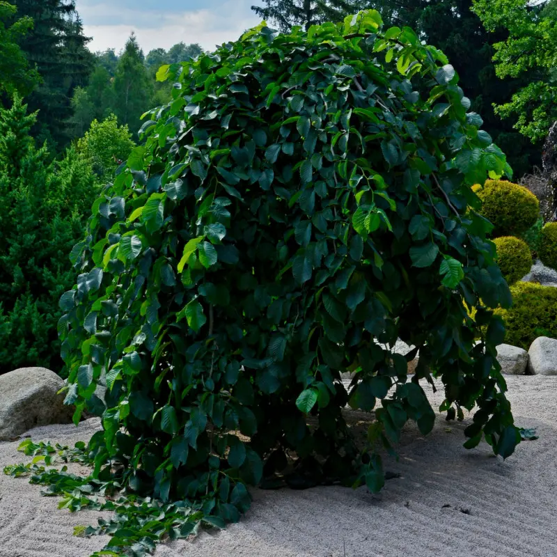 Grab pospolity 'Pendula'