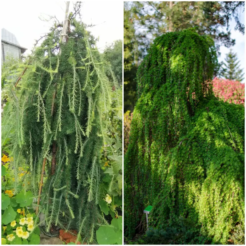 Modrzew japoński 'Stiff Weeper'