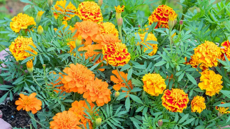 Aksamitka - kwiat jednoroczny