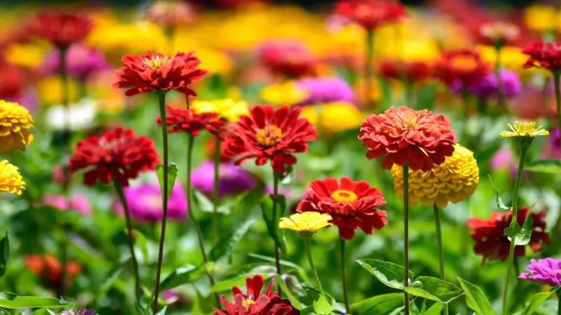 Cynia - kwiat jednoroczny