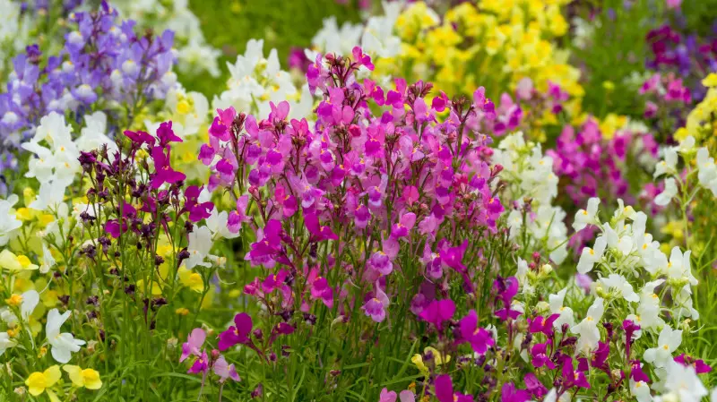 Groszek pachnący - kwiat jednoroczny