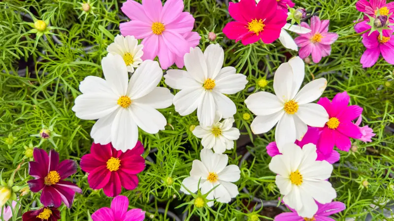 Kosmos - kwiat jednoroczny
