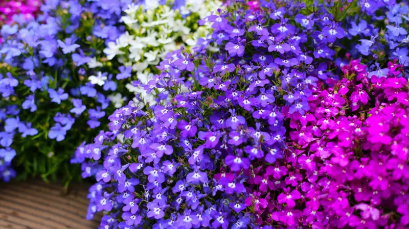 Lobelia - kwiat jednoroczny