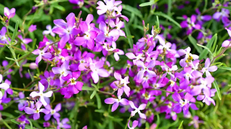 Maciejka - kwiat jednoroczny