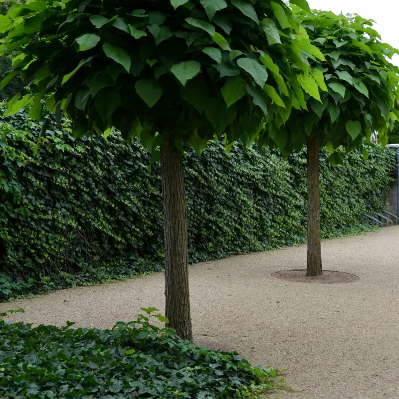 Surmia bignoniowa 'Nana'