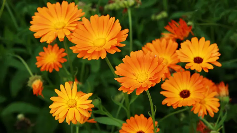 Nagietek - kwiat jednoroczny