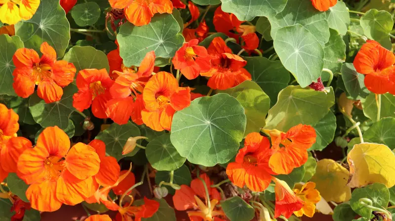 Nasturcja - kwiat jednoroczny