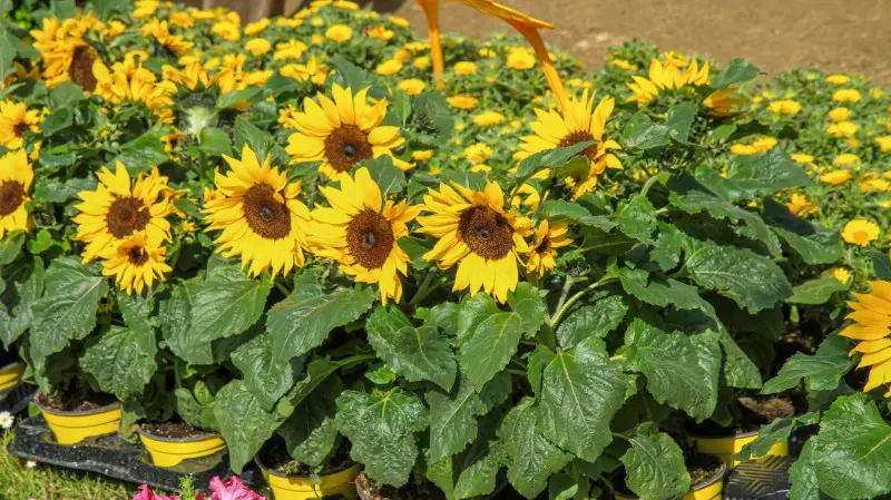 Słonecznik - kwiat jednoroczny