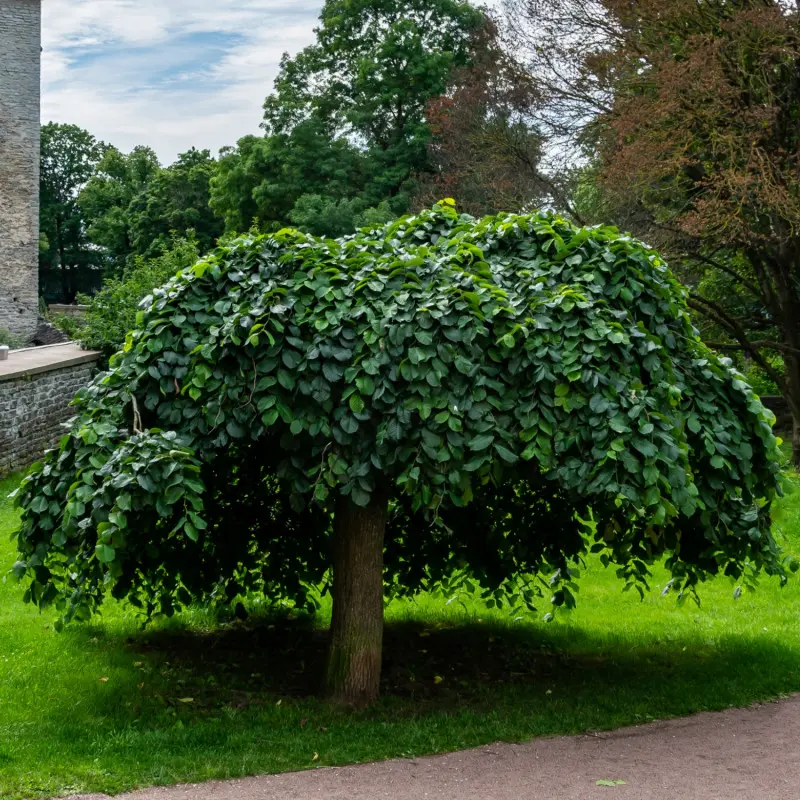 Wiąz 'Camperdownii'