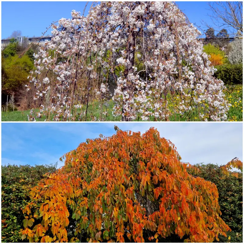 Wiśnia różowa 'Pendula'