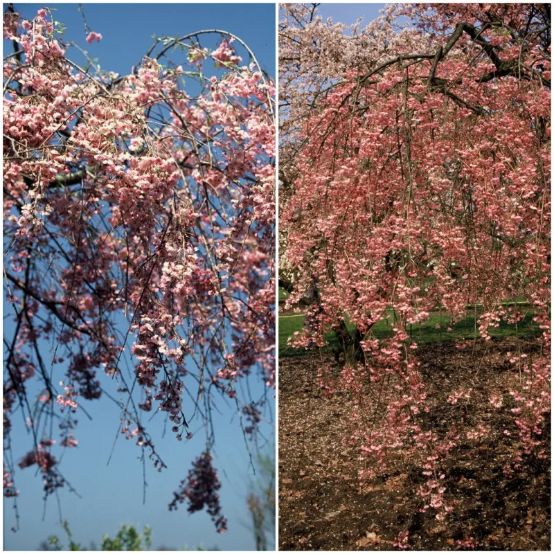 Wiśnia różowa 'Pendula Plena Rosea'