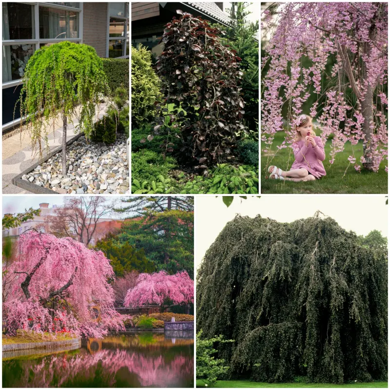 Drzewa o parasolowatej koronie w ogrodach