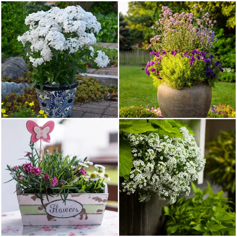 Cztery kompozycje balkonowe dla pszczół i motyli