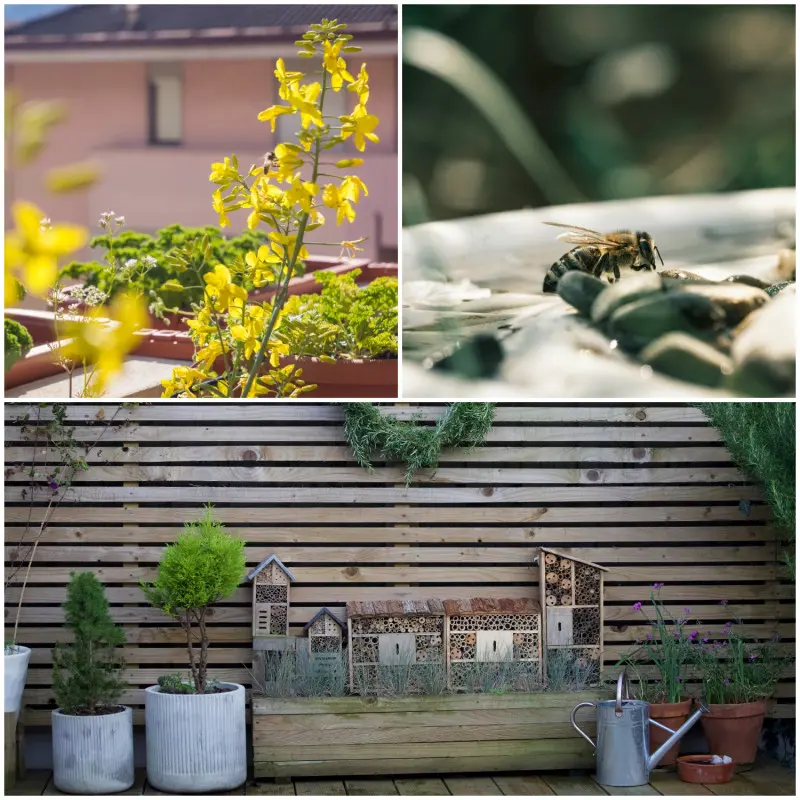 Mini oaza dla pszczół i owadów, czyli kwiaty, woda i hotel