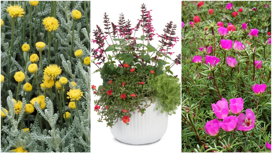 Nie masz ręki do roślin? Te kwiaty balkonowe wybaczają wszystkie błędy